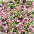 Pink Camouflage Multi Mix Plastic Pony Beads 6 x 9mm, 500 beads